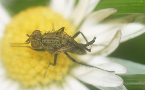 Réf. 346 591 : Anthomyiinae inconnu